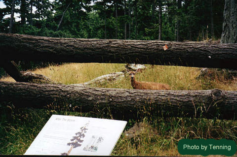 Jones Island, Trees Fallen by Wind